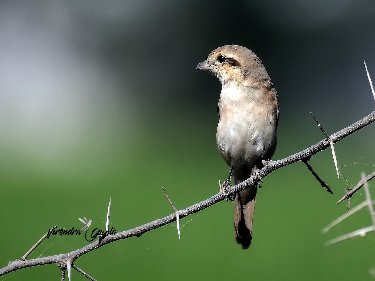 Сорокопуд рудохвостий - ML652444101