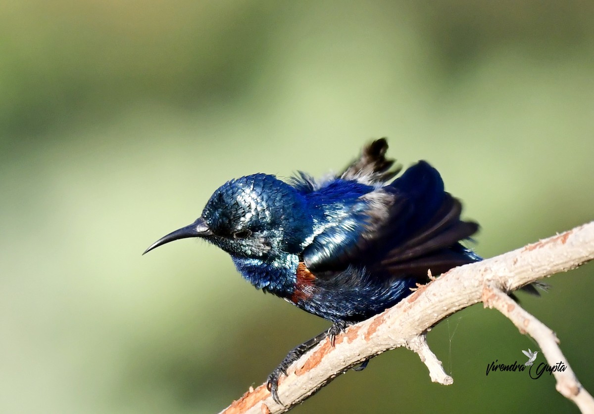 Маріка пурпурова - ML652444118