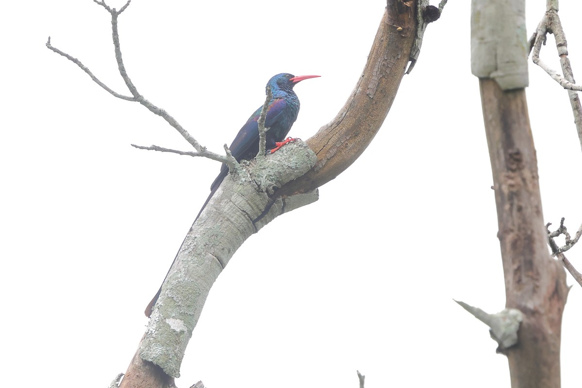 Green Woodhoopoe - ML652444146