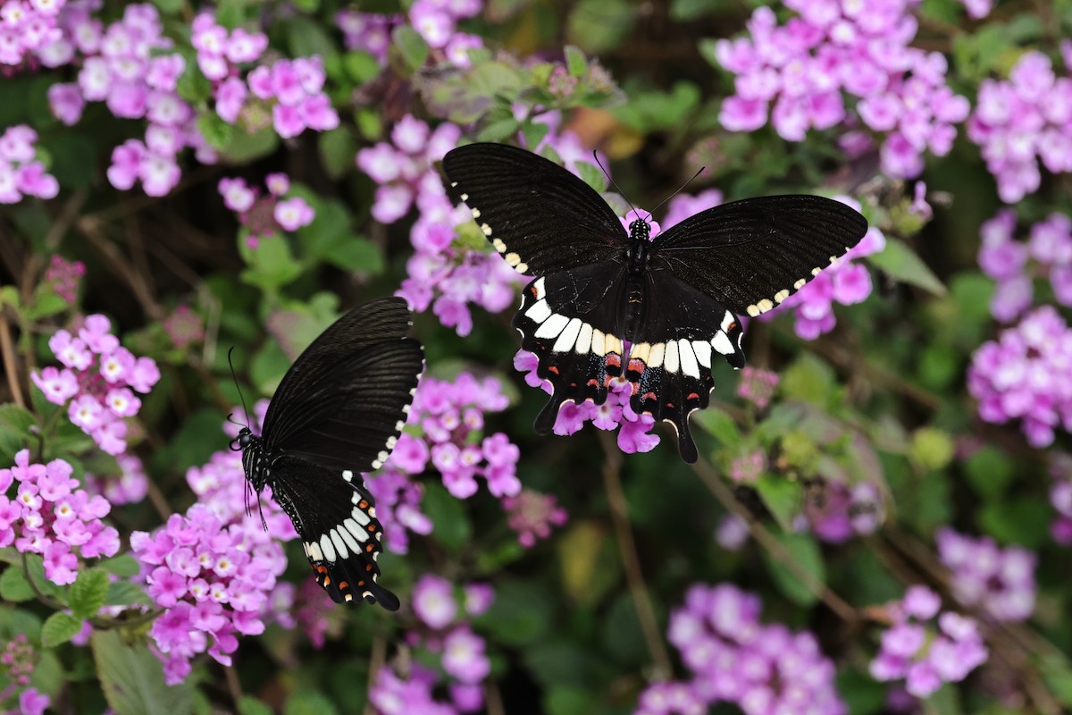 Common Mormon Swallowtail - ML652444160