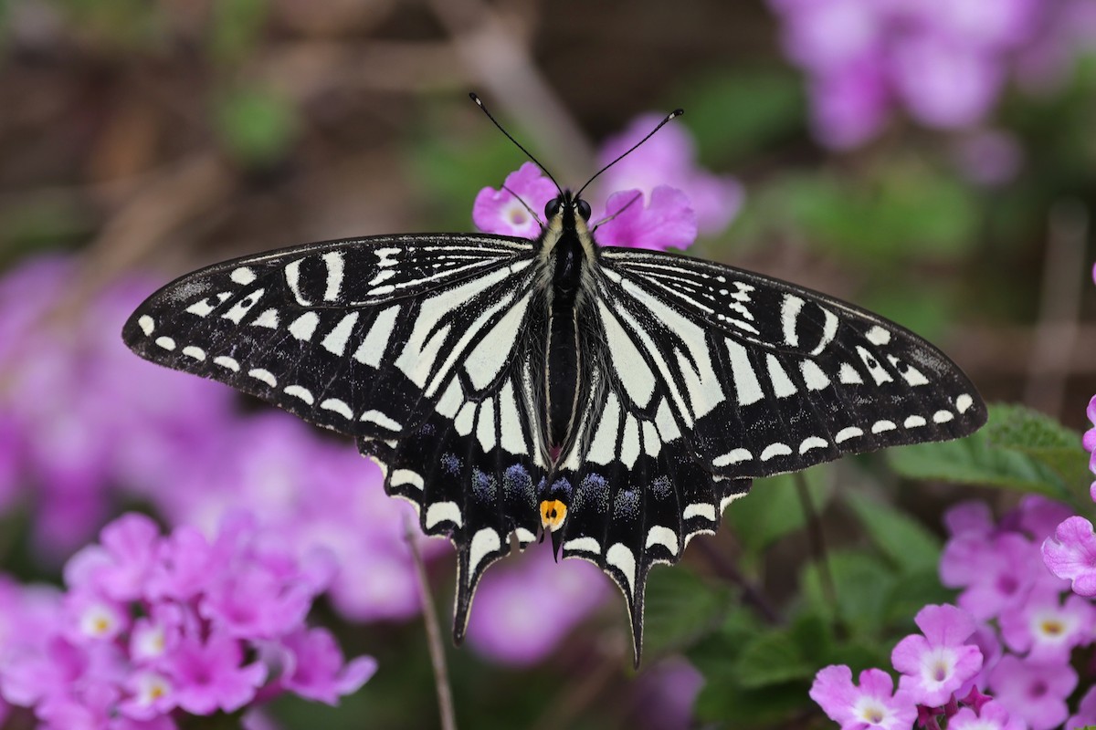 Chinese Yellow Swallowtail - ML652444161