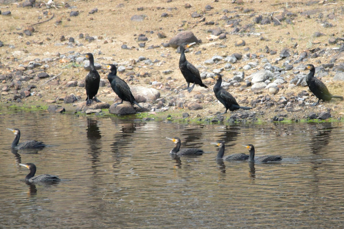Great Cormorant - ML652444178