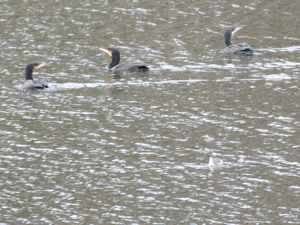 Hoary-headed Grebe - ML652444190