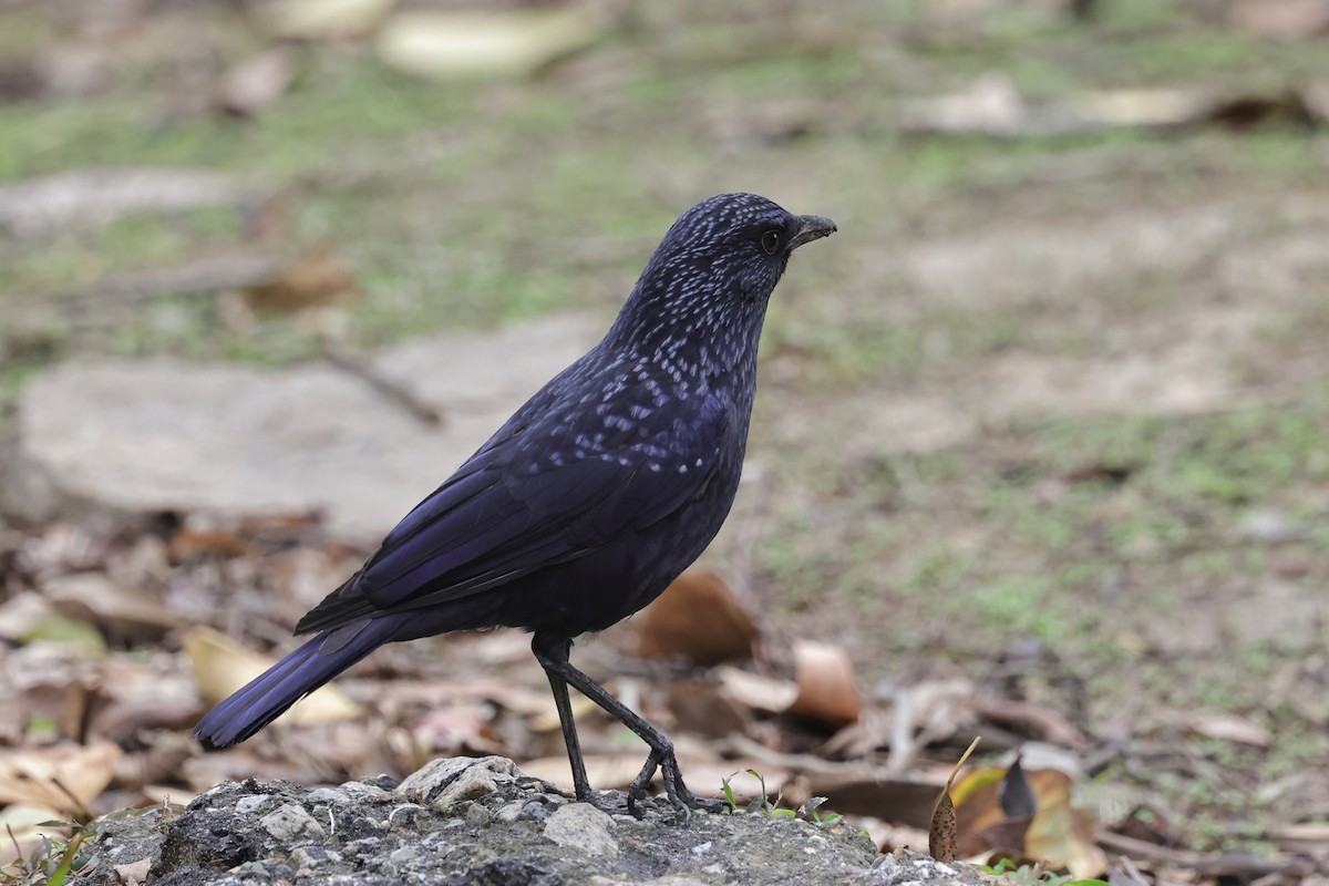 blåplystretrost (caeruleus) - ML652444197