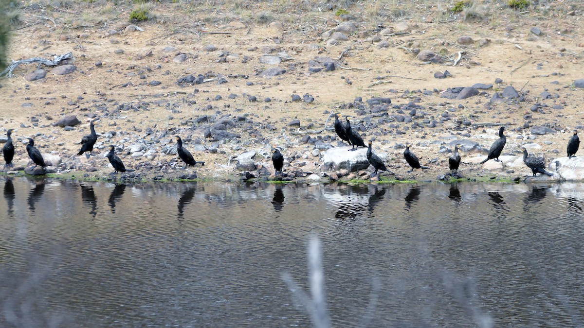 Great Cormorant - ML652444234