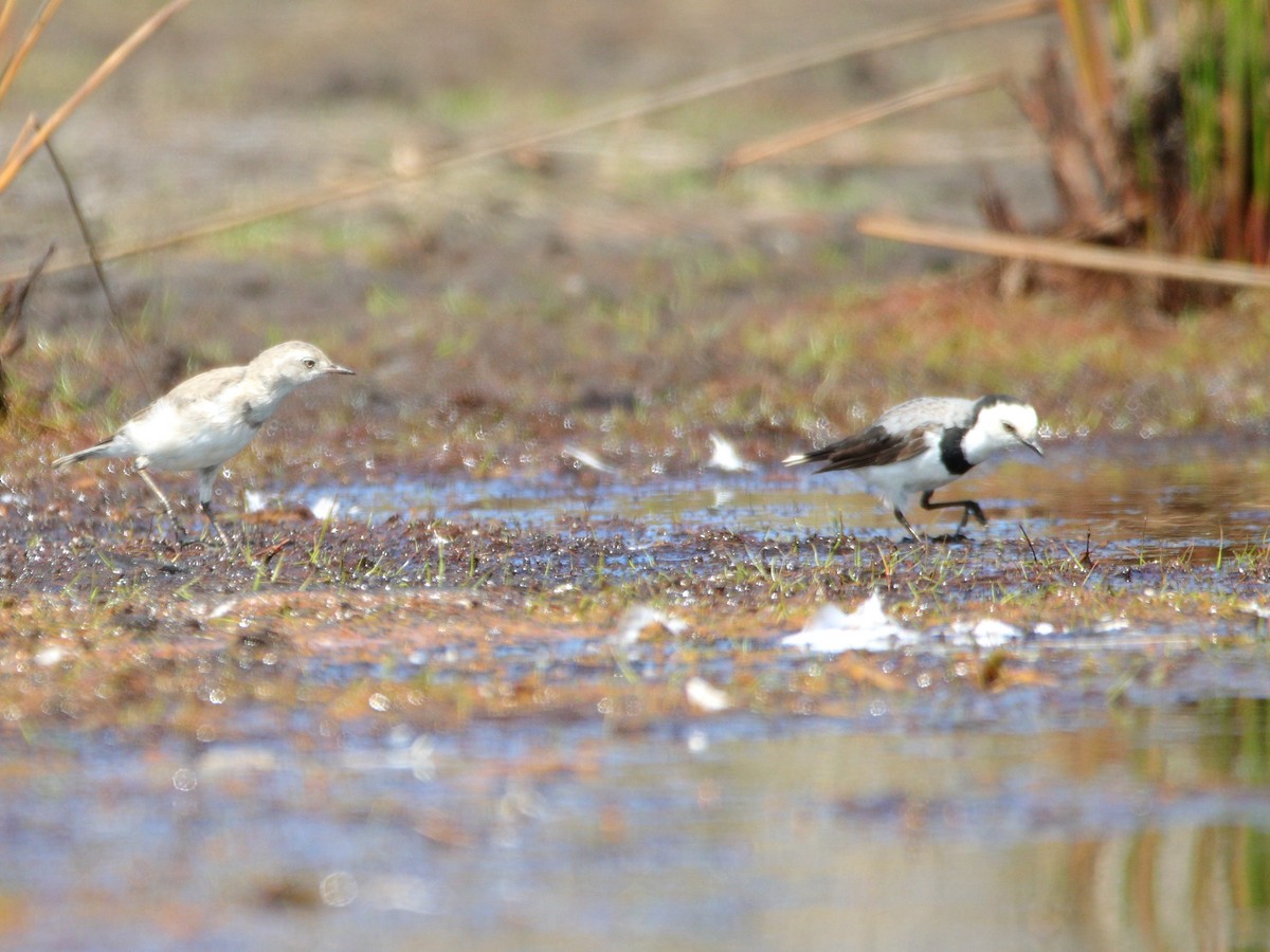 White-fronted Chat - ML652444313