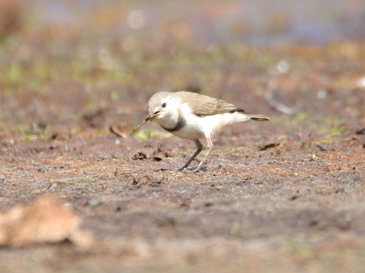White-fronted Chat - ML652444314