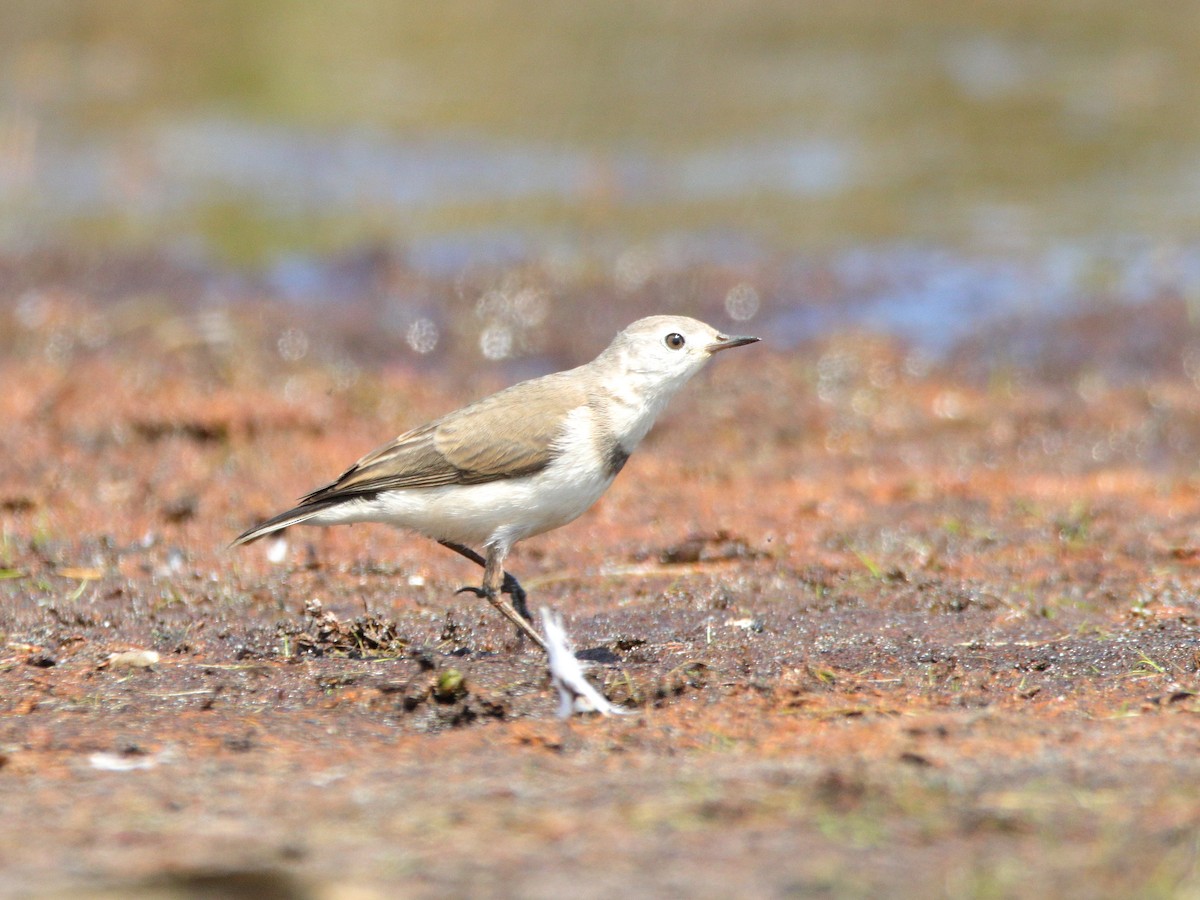 White-fronted Chat - ML652444315
