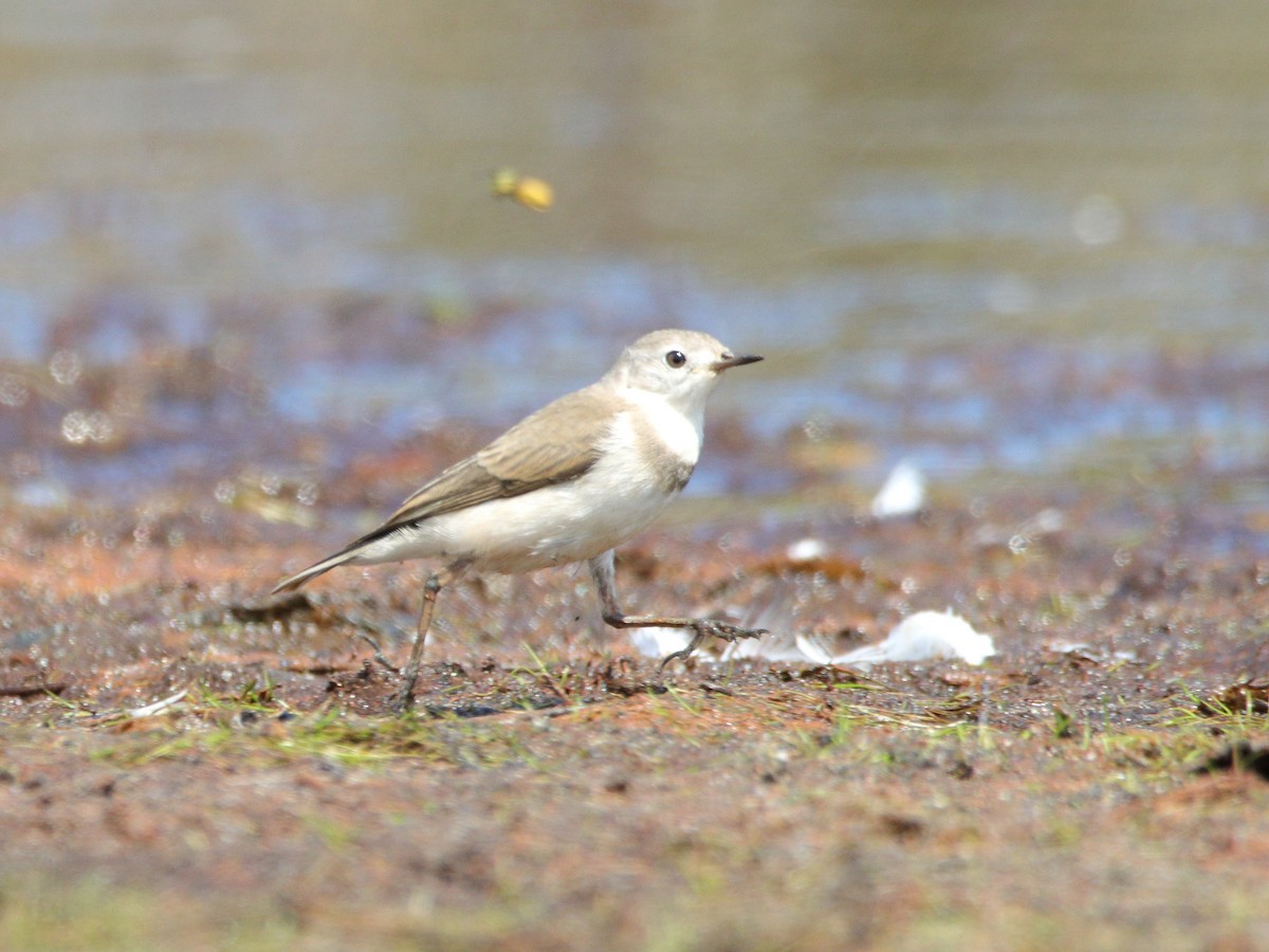 White-fronted Chat - ML652444316
