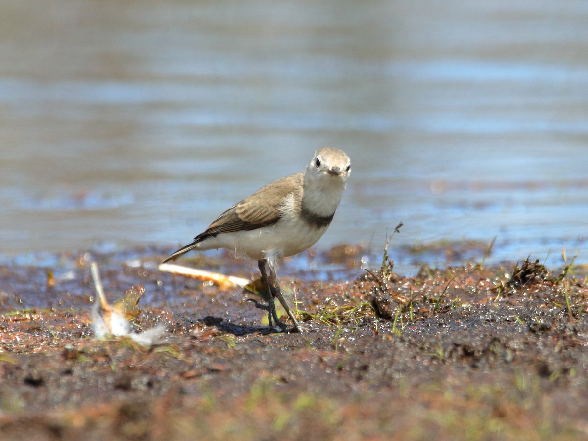 White-fronted Chat - ML652444317