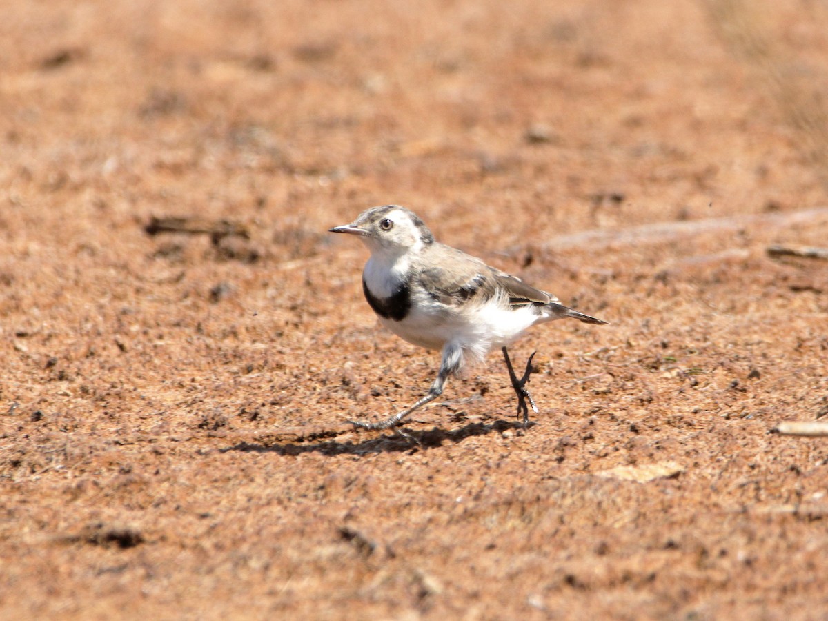 White-fronted Chat - ML652444318