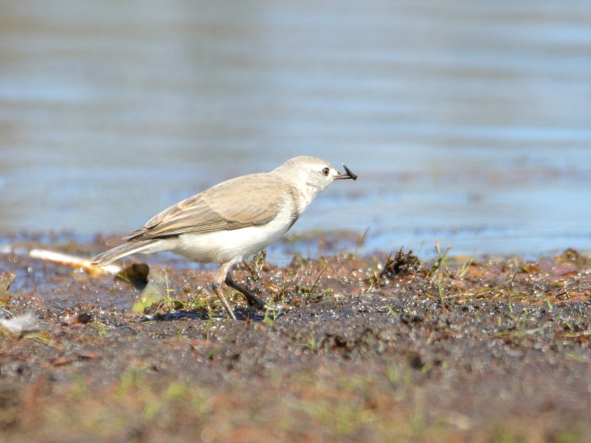 White-fronted Chat - ML652444319