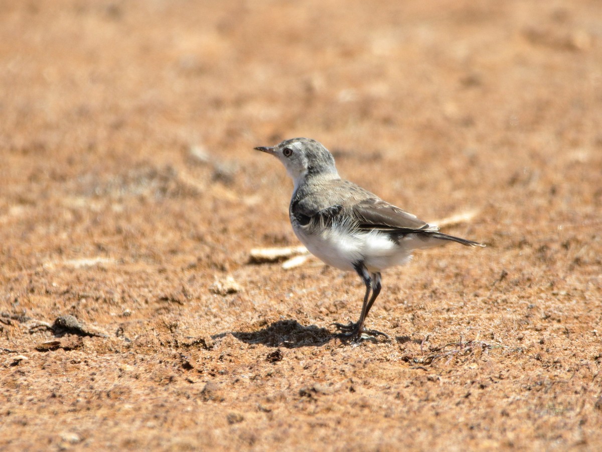 White-fronted Chat - ML652444320