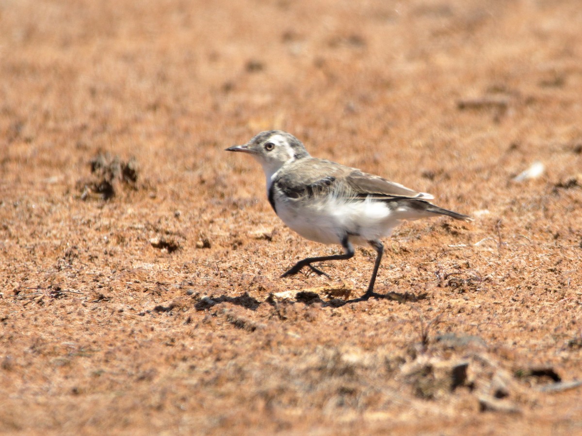 White-fronted Chat - ML652444321
