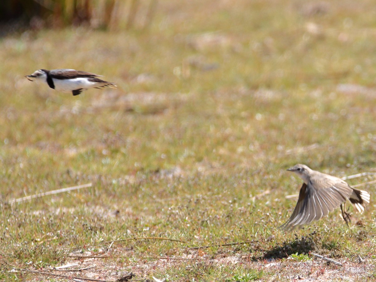 White-fronted Chat - ML652444323