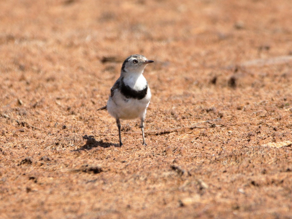White-fronted Chat - ML652444324
