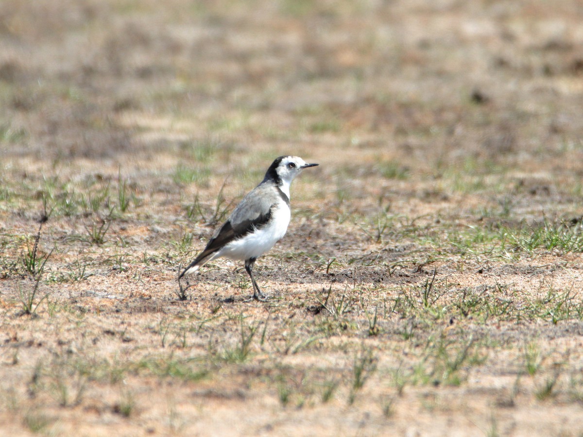 White-fronted Chat - ML652444325