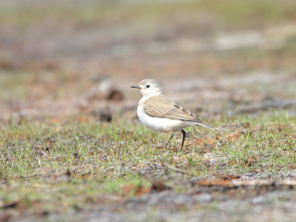 White-fronted Chat - ML652444326