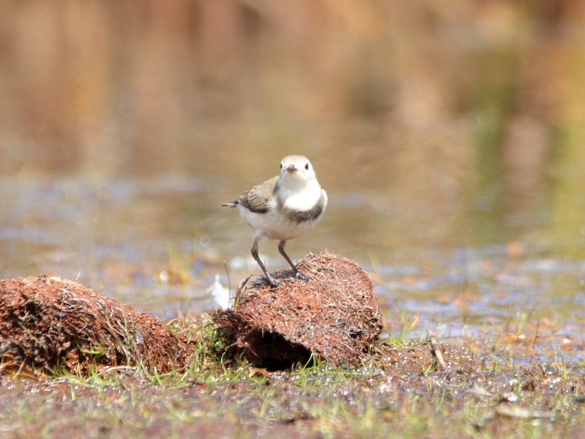 White-fronted Chat - ML652444327