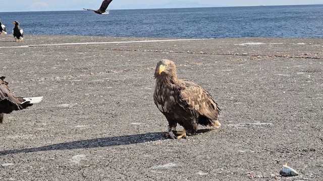 עיטם לבן-זנב - ML652444422