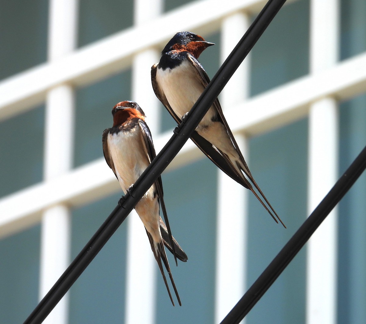 låvesvale - ML652444427