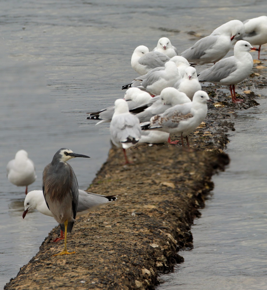 White-faced Heron - ML652444428