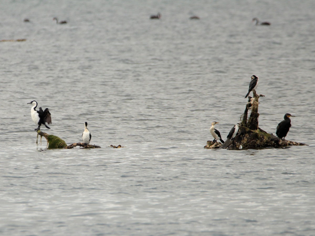 Little Pied Cormorant - ML652444434