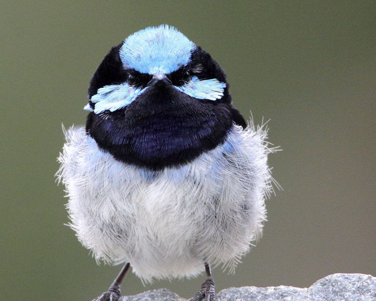 Superb Fairywren - ML652444463
