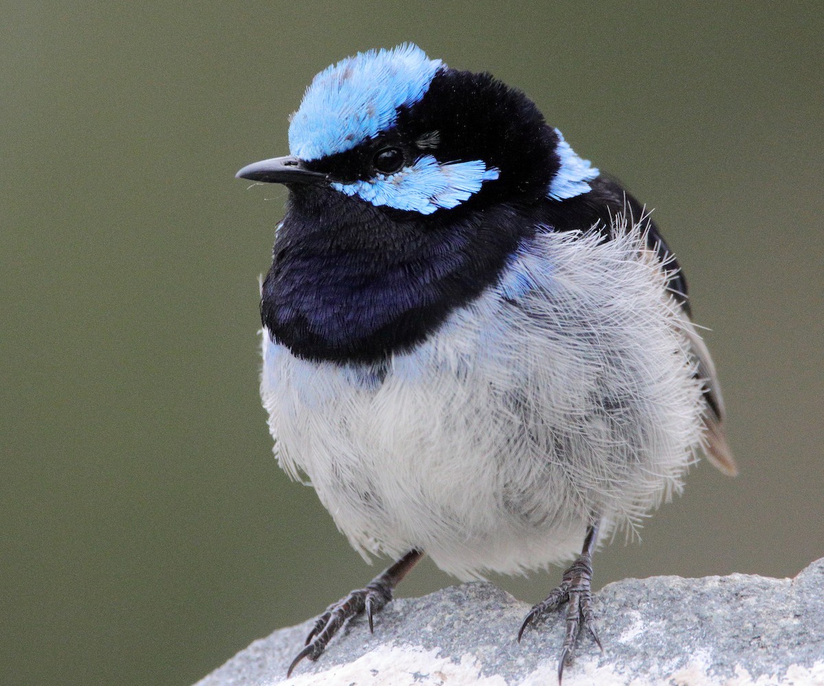 Superb Fairywren - ML652444464