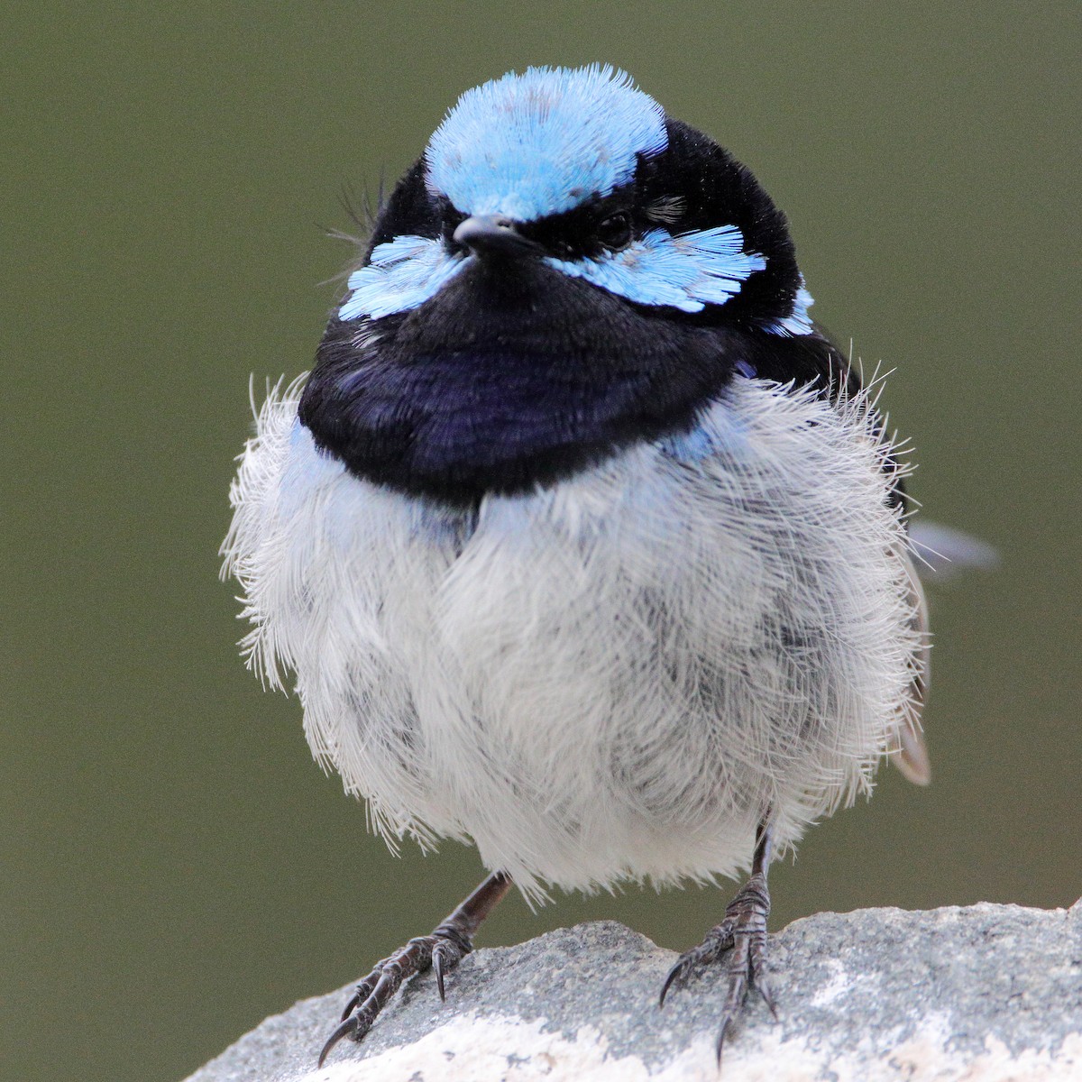 Superb Fairywren - ML652444465