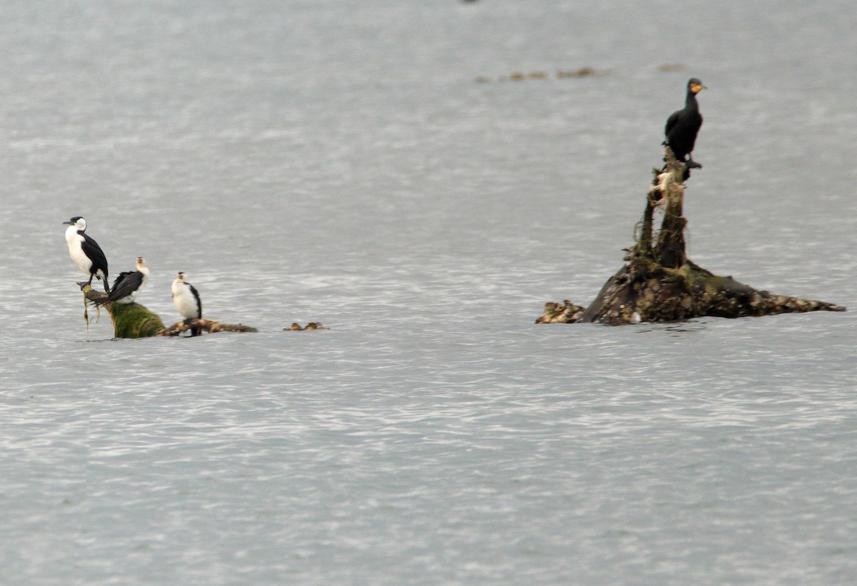 Black-faced Cormorant - ML652444470