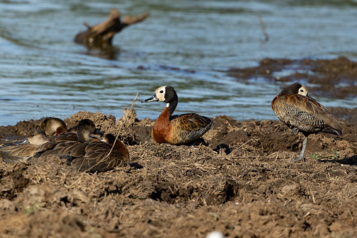 Свистач білоголовий - ML652444479