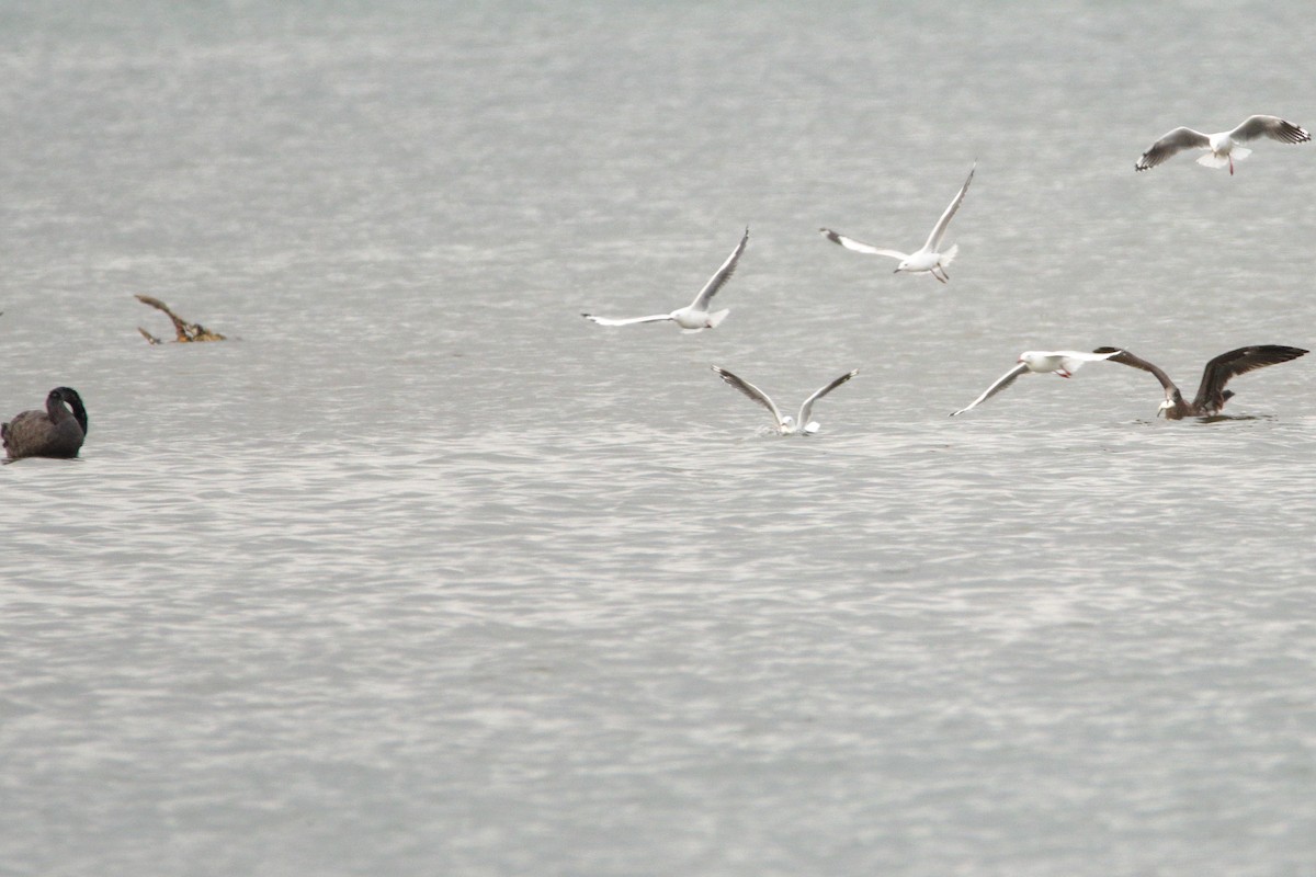 Silver Gull - ML652444481