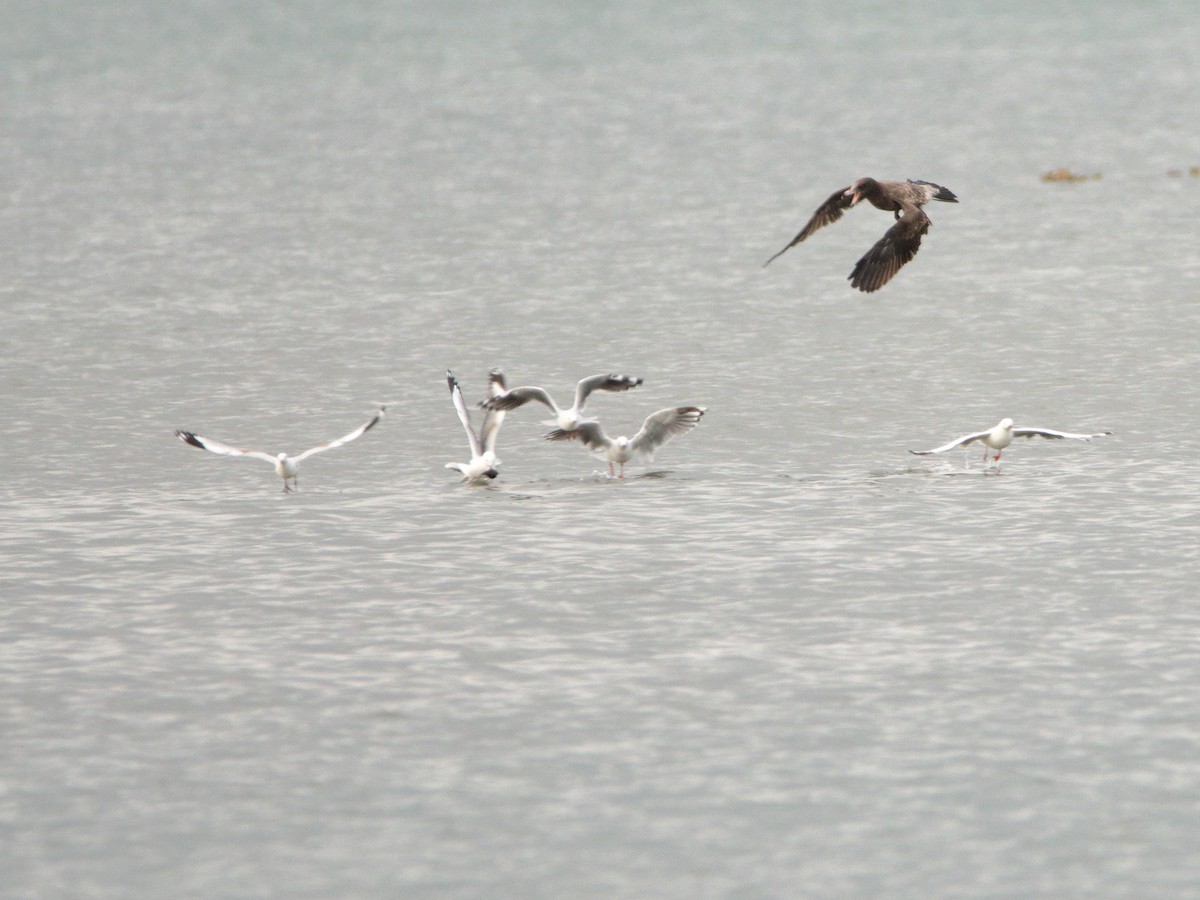 Silver Gull - ML652444482