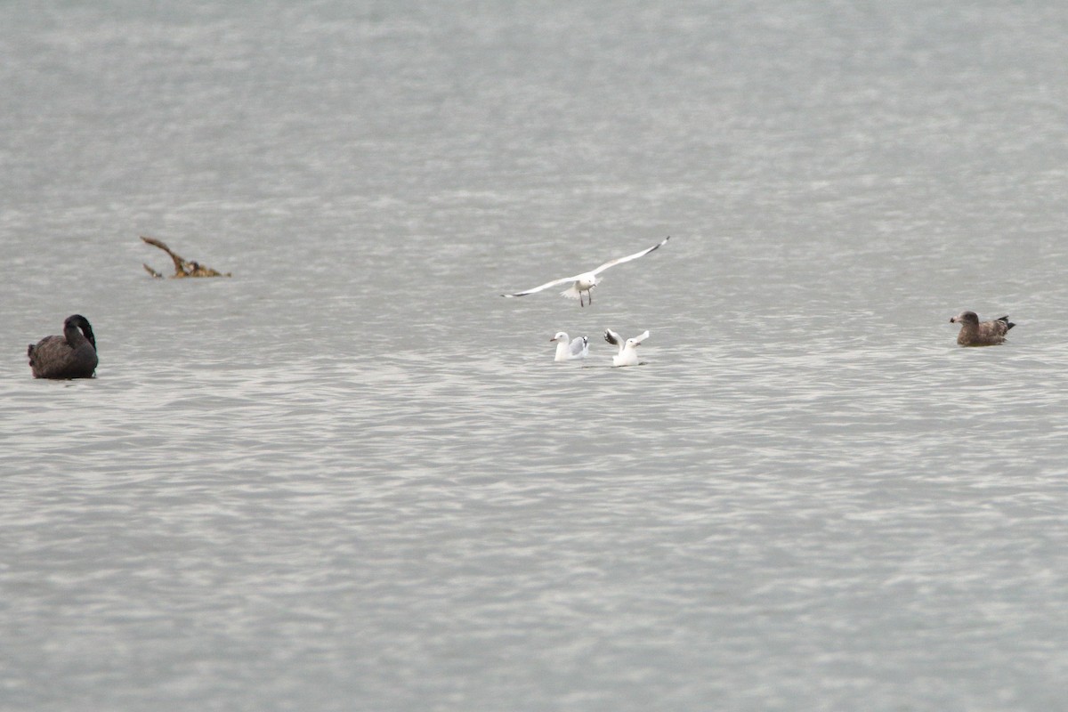 Silver Gull - ML652444483