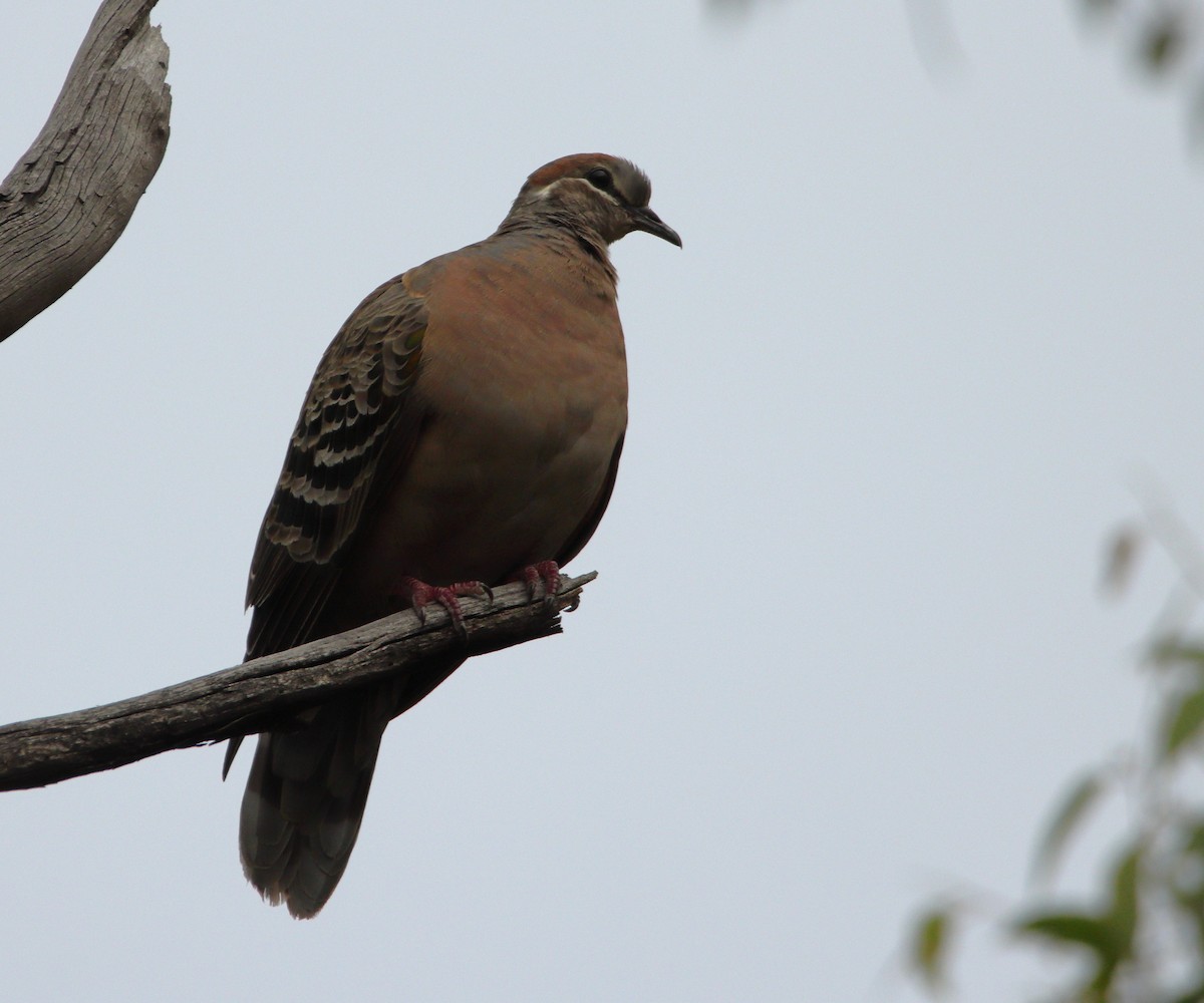Common Bronzewing - ML652444488
