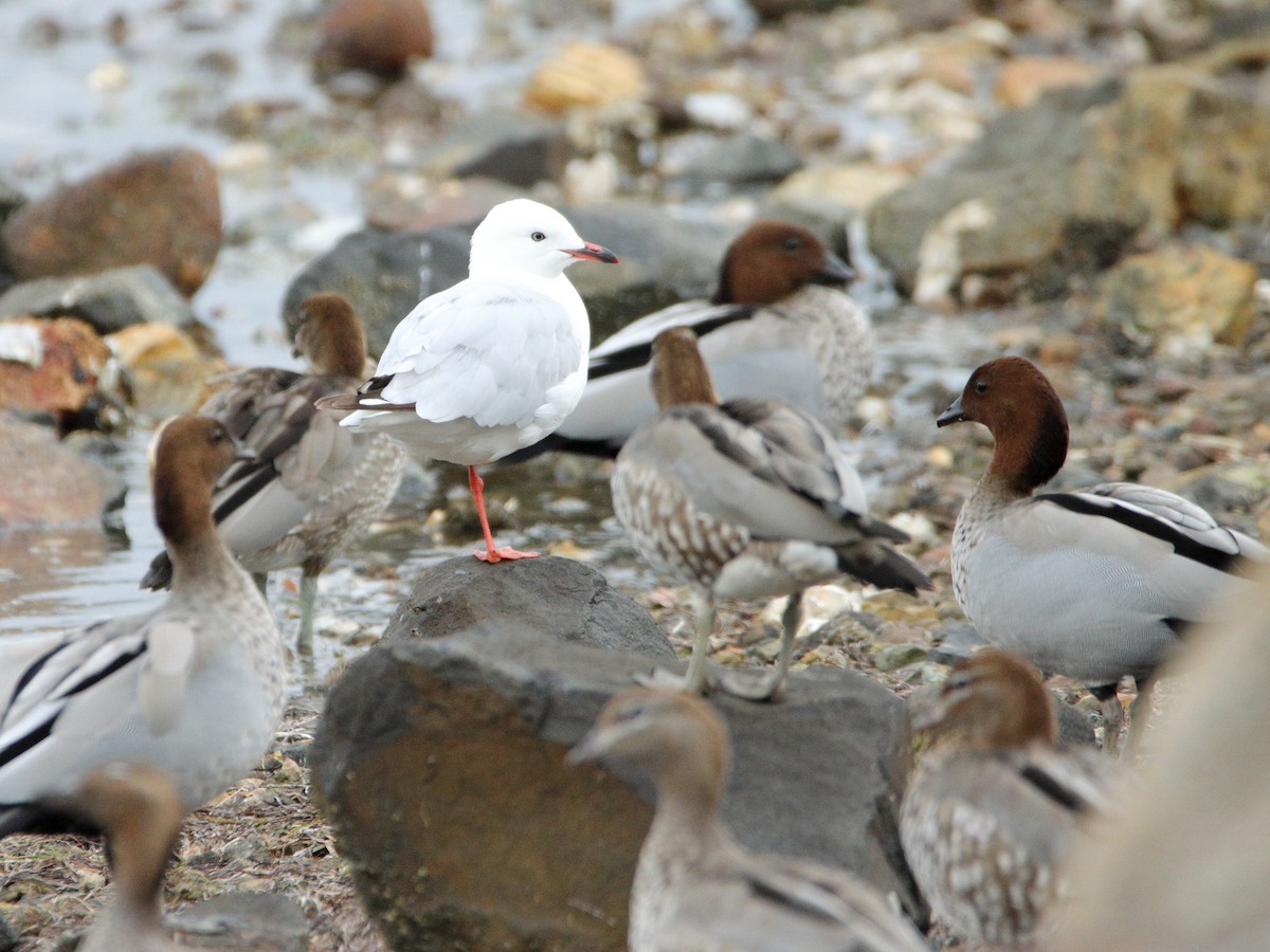 Maned Duck - ML652444491