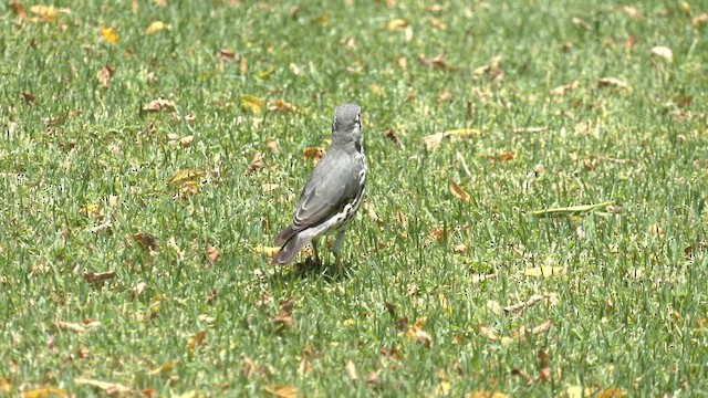 Groundscraper Thrush - ML652444509