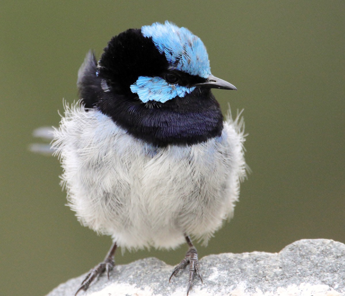 Superb Fairywren - ML652444521