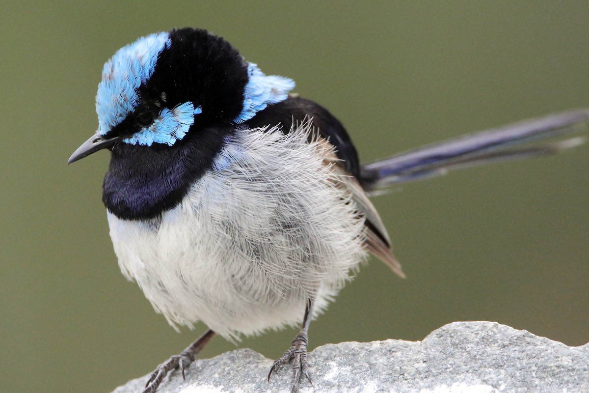 Superb Fairywren - ML652444522