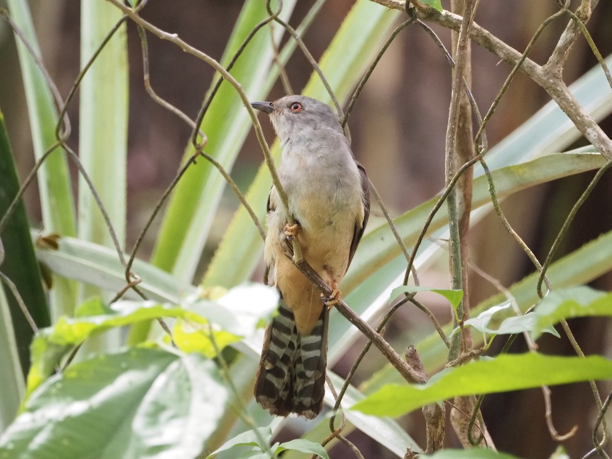 Plaintive Cuckoo - ML652444543