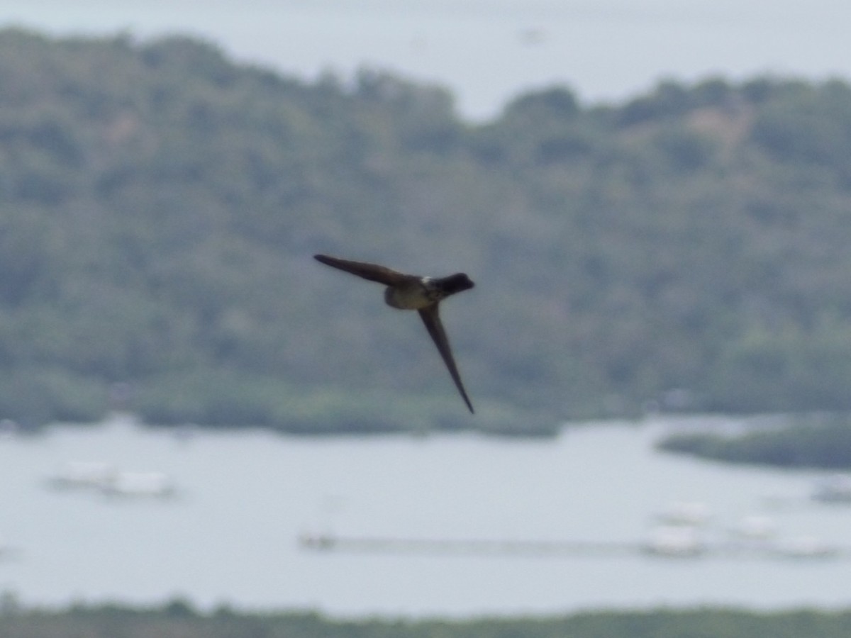 Gray-rumped Swiftlet - ML652444544