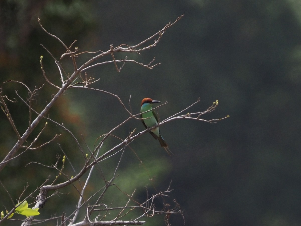 Rufous-crowned Bee-eater - ML652444545