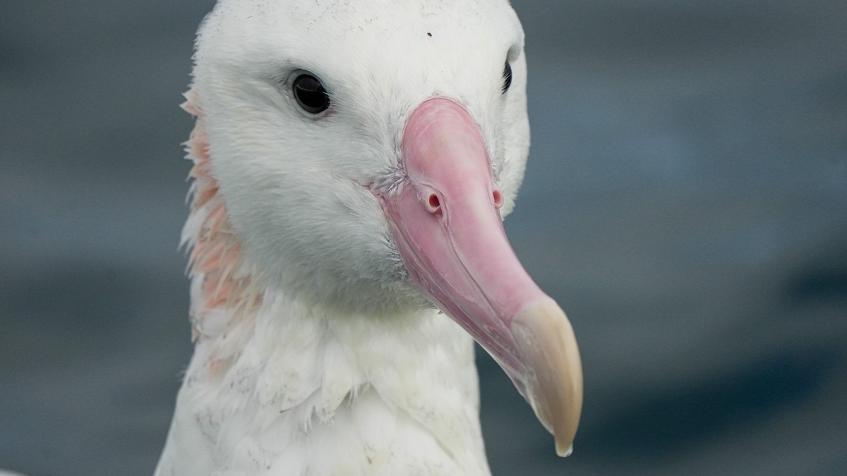 Antipodean Albatross - ML652444546