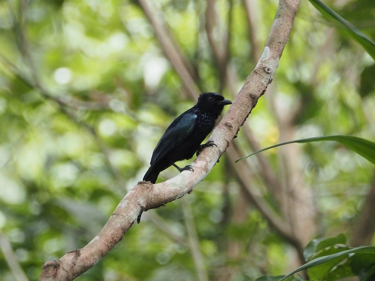 Palawan Drongo - ML652444547