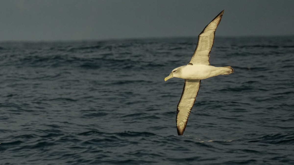 אלבטרוס לבן-כיפה - ML652444549