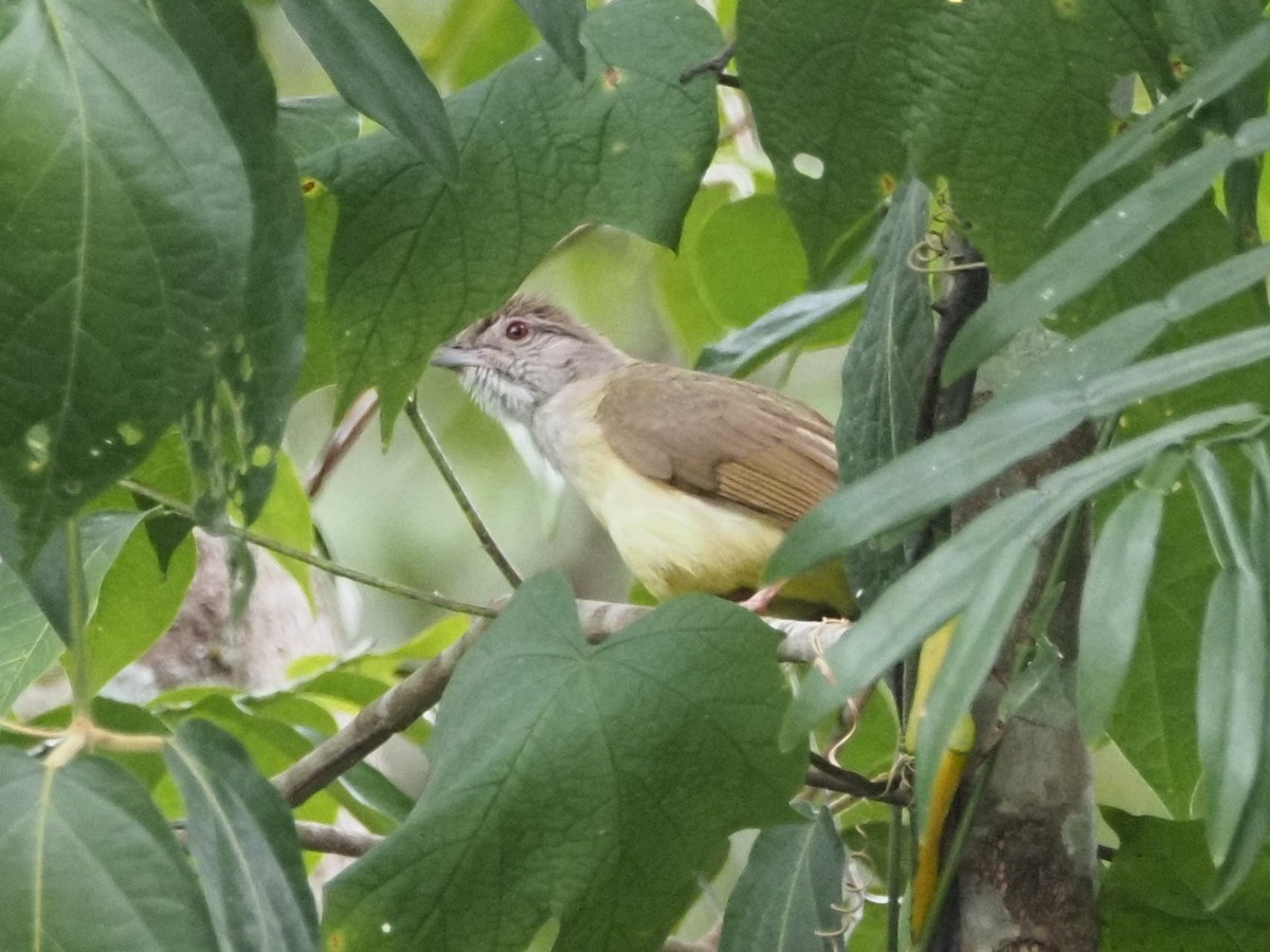 Gray-throated Bulbul - ML652444550