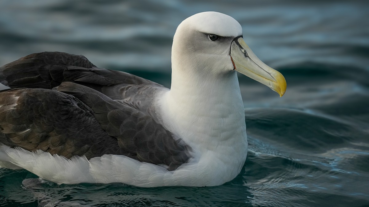 אלבטרוס לבן-כיפה - ML652444552