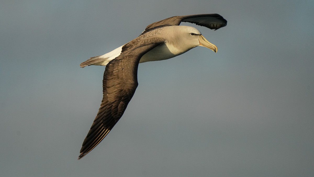 Salvin's Albatross - ML652444553