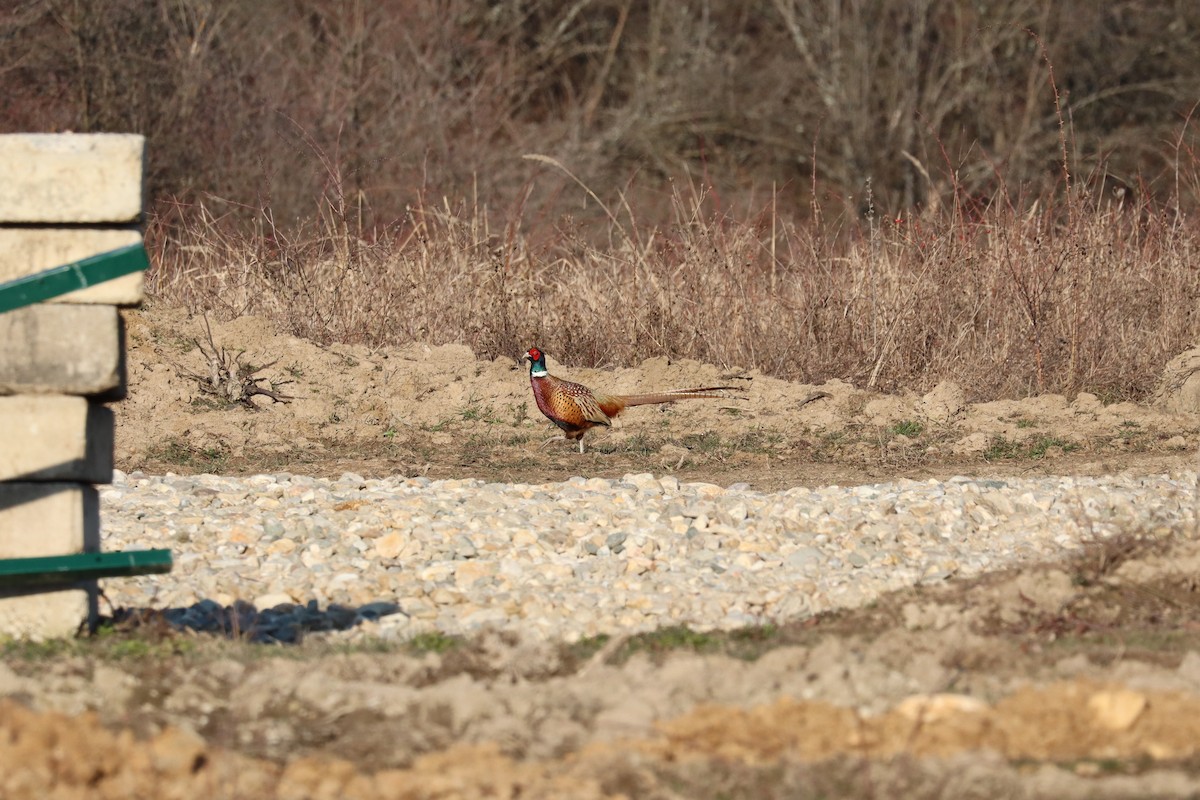 פסיון מצוי - ML652444556